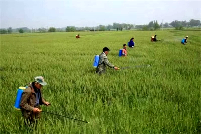 同種糧大戶,種植合作社針對往年小麥條鏽病等重大病蟲害易發地段進行